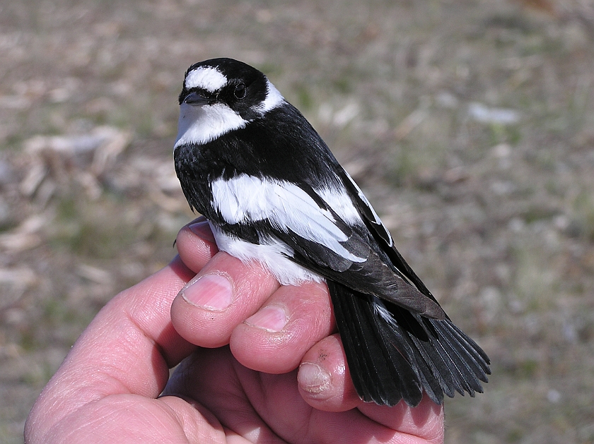 Collared Flycatcher, Sundre 20050509